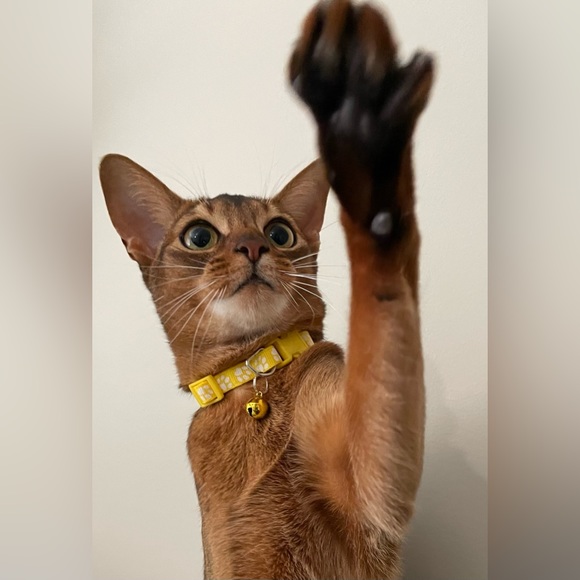 Collar with White Paw Print Pattern and Matching Bell and Buckle - Picture 2 of 15